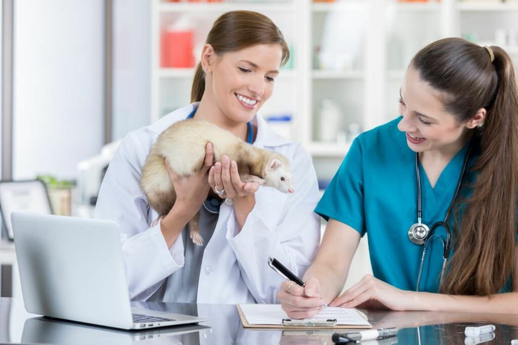 Differentiation Between a Veterinary Assistant and a Veterinary Technician  - Destin Pet Friendly